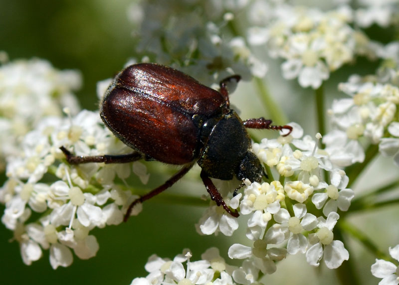 Rutelidae: Hoplia argentea (desquamata)